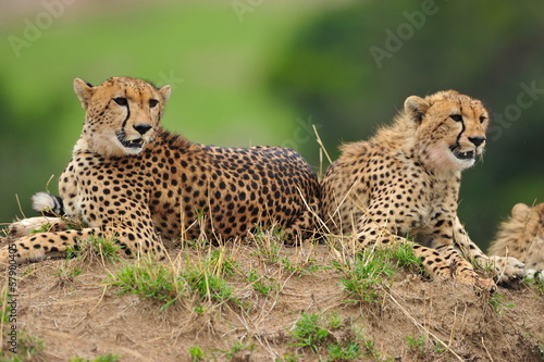 Two cheetahs resting