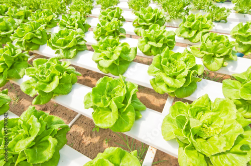 Hydroponic vegetable in a garden.