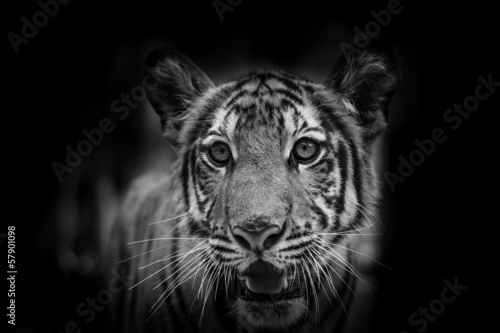 The side face portrait of tiger for background use © kajornyot