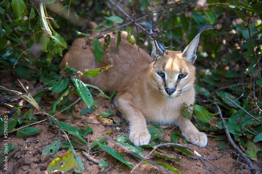 Fototapeta premium Cararcal