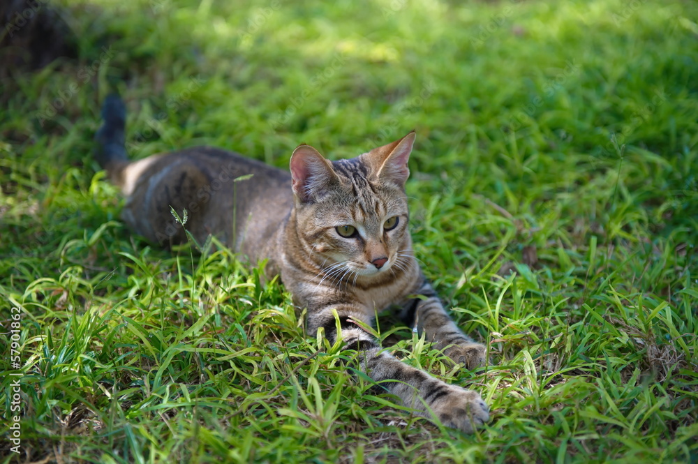 Portrait shot of an African Wild Cat