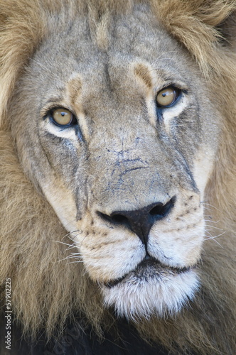 Closeup portrait of a lion