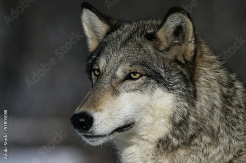 Grey wolf  Canis lupus
