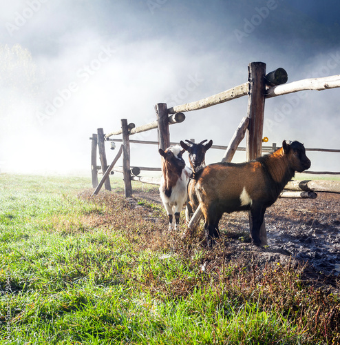 Photos caprette