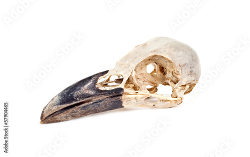 Skull of raven