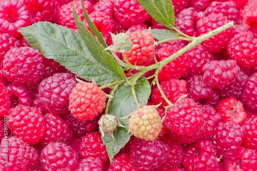 Raspberry twig on fresh layer of raspberries, full frame of fresh fruit
