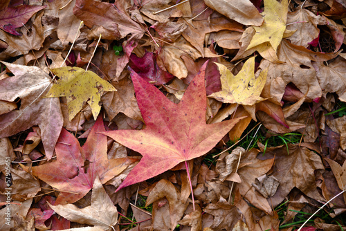 autunno, cadono le foglie
