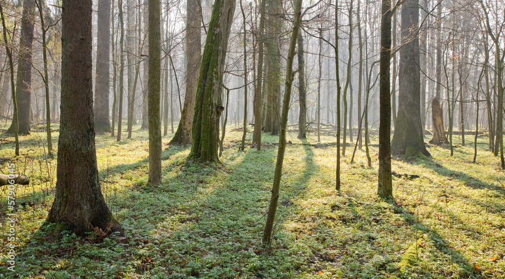 Obraz premium Springtime old natural forest in sunrise