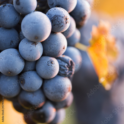 Wine grapes on a vine branch