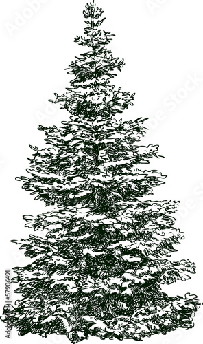 winter fir
