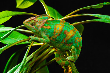 Handdoek met foto Kameleon Jemenkameleon in natuurlijke pose  © PBaishevPhotography
