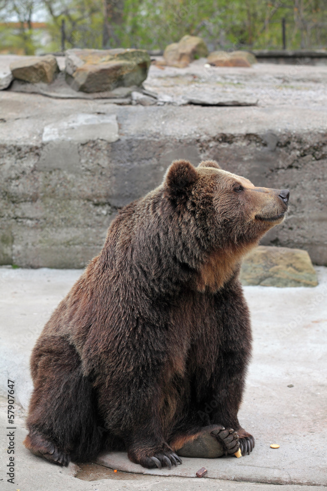 Bear Bear
