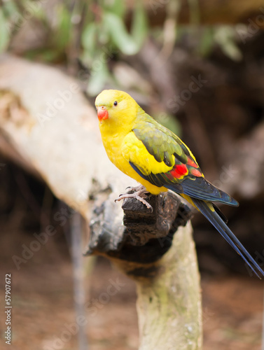 Rock pebbler parrot