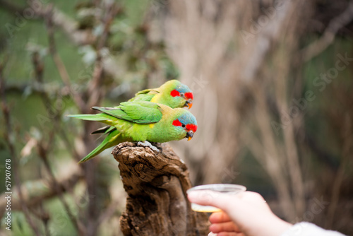 Feeding swift parrots photo