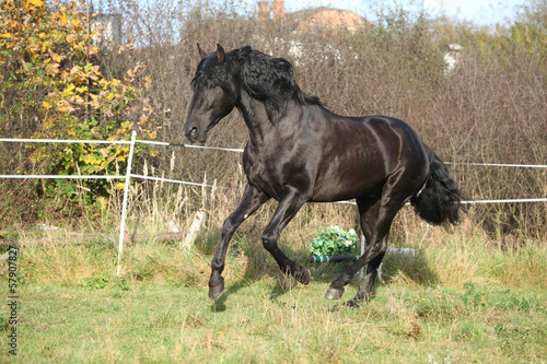 Nice andalusian stallion running on pasturage