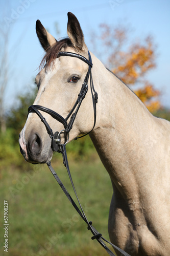 Portrait of nice Kinsky horse with bridle in autumn © Zuzana Tillerova