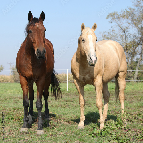 Brown and palomino horses looking at you