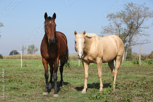 Brown and palomino horses looking at you © Zuzana Tillerova