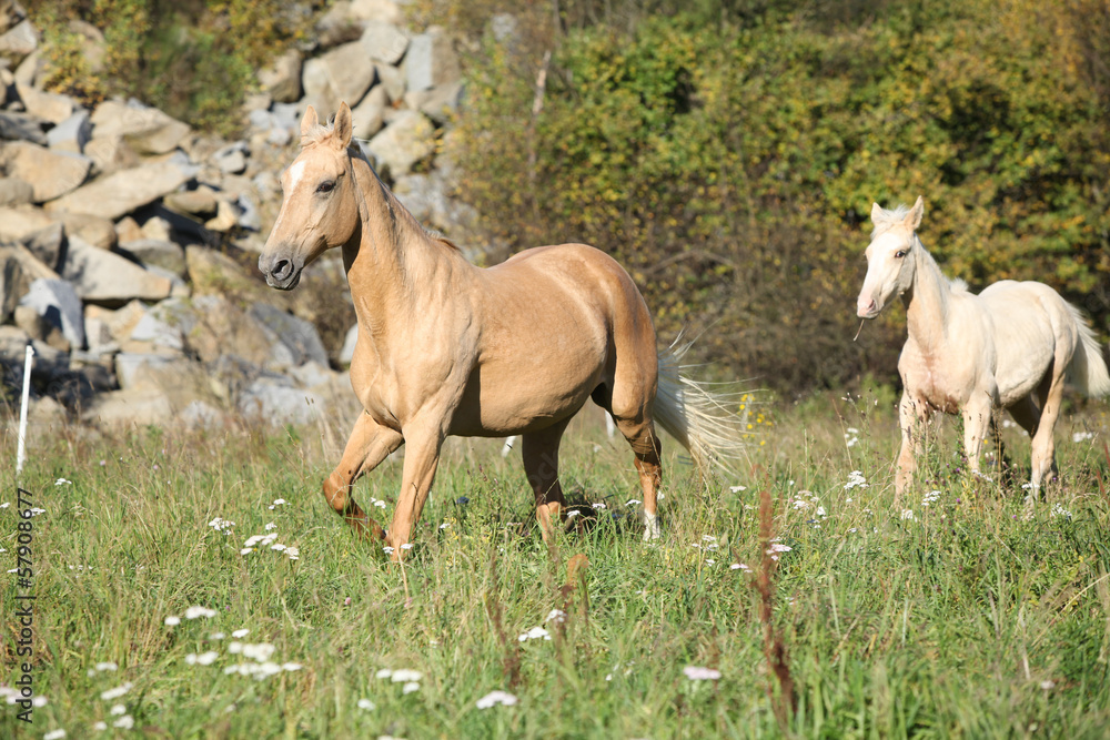 Nice palomino mare with foal running in autumn Nice palomino mare with foal running in autumn