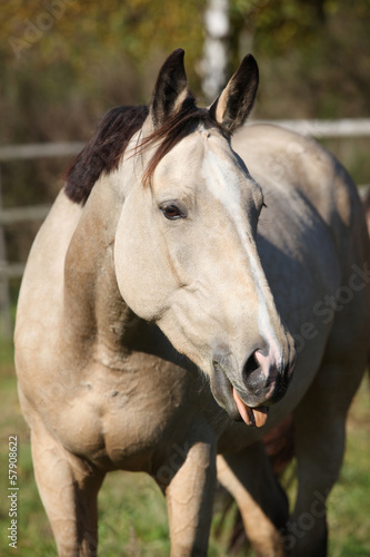 Nice palomino mare showing its tongue © Zuzana Tillerova