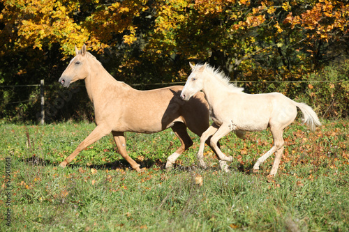 Nice palomino mare withfoal running in autumn
