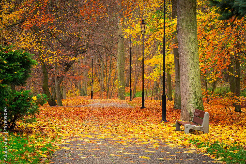 Autumnal alley in the park, Poland