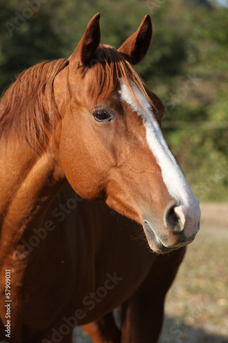Beautiful chestnut quarter horse in autumn
