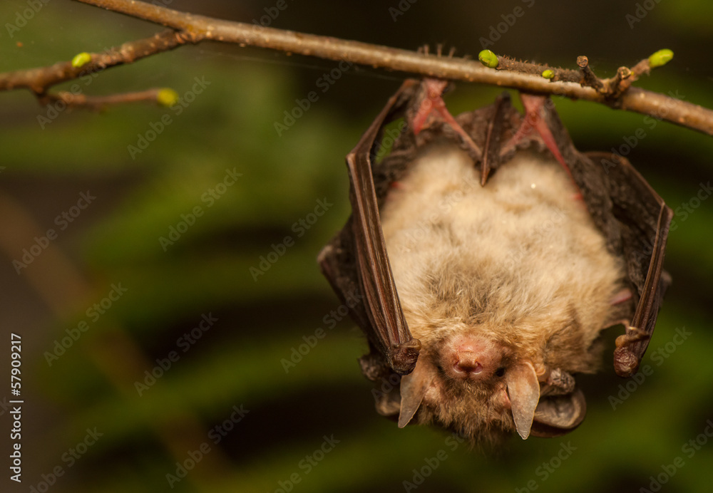 Plecotus auritus