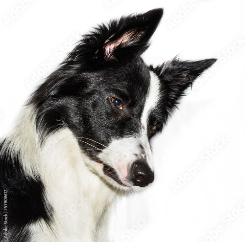 border collie close up © oneinchpunch