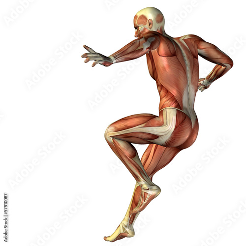 Obraz na plátně 3D human man anatomy for health or medicine