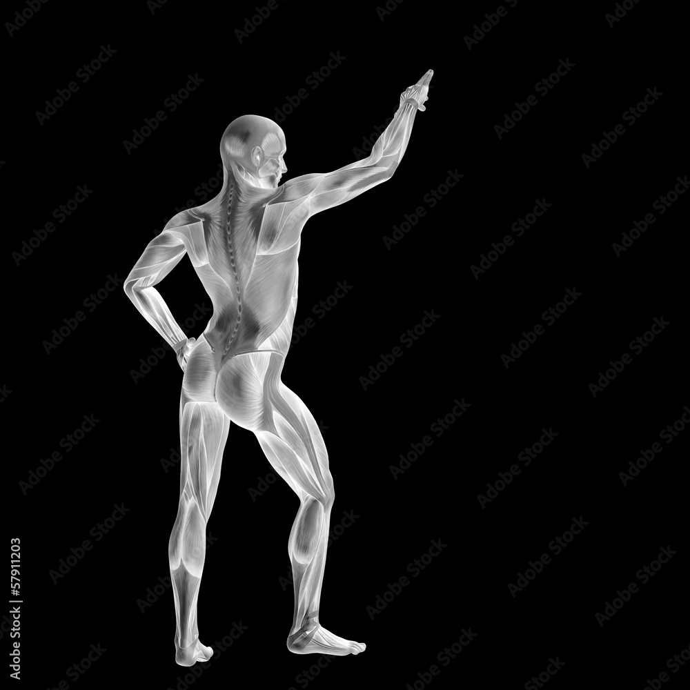 3D human man anatomy for health or medicine 3D human man anatomy for health or medicine