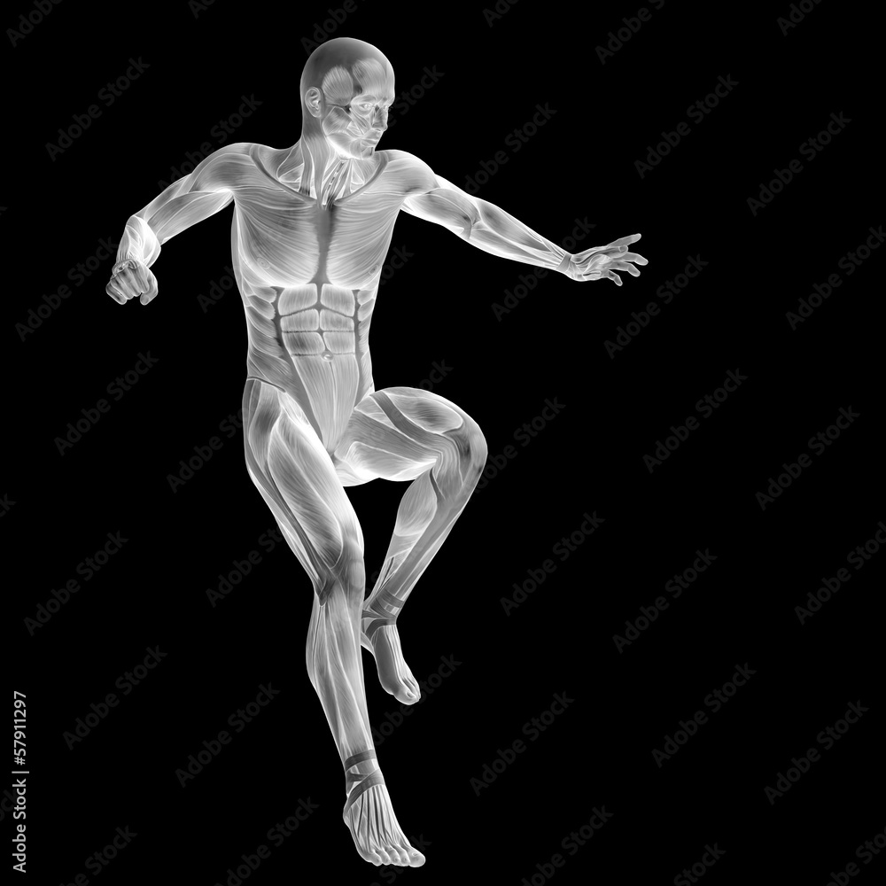 3D human man anatomy for health or medicine