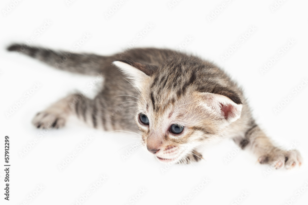 Kitten crouching