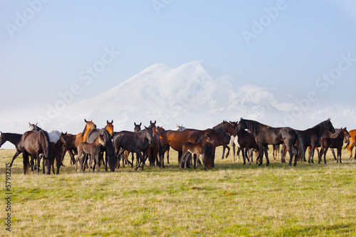 Herd of horses on a summer pasture. Caucasus