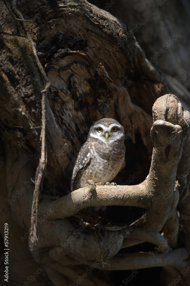Spotted Owlet Spotted Owlet