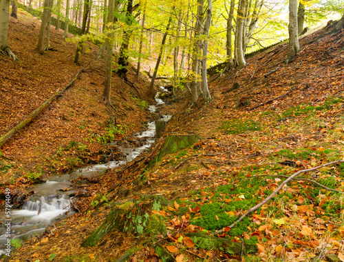 Stream through the autumn trees