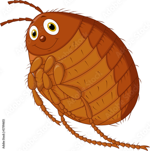 Flea cartoon
