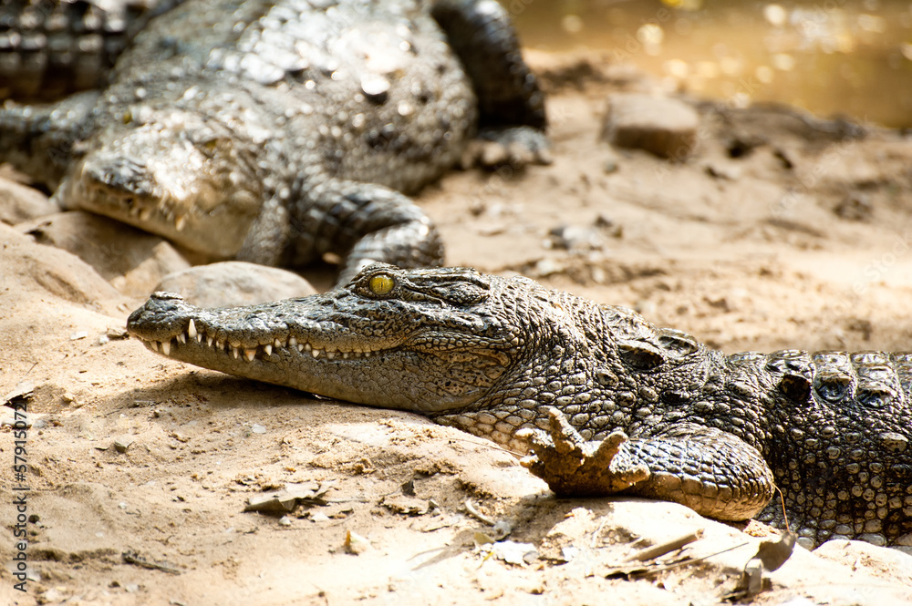 Obraz premium Crocodile basking in the sun