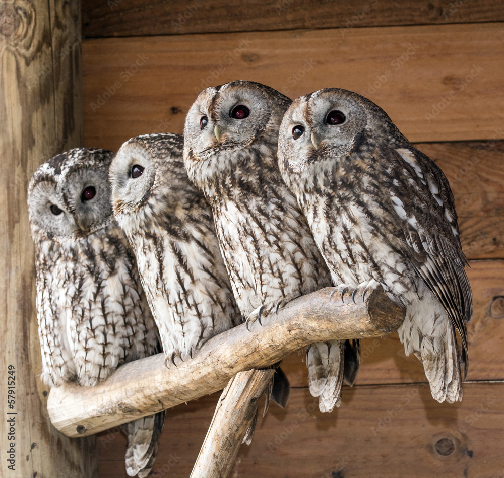 Fototapeta premium Famiglia di allocchi - Strix aluco