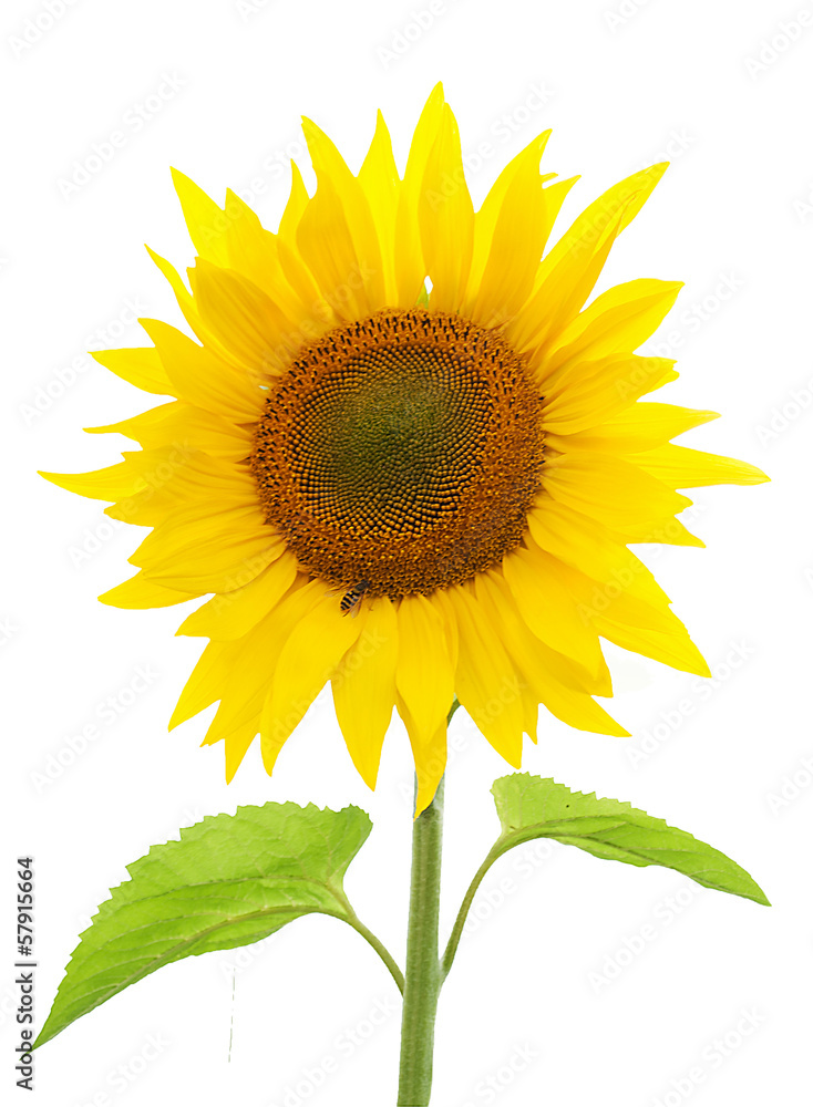 Obraz premium подсолнух