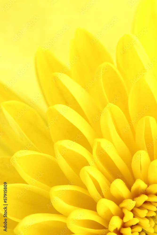 Obraz premium Yellow chrysanthemum petals macro shot