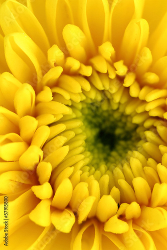 Fototapeta Naklejka Na Ścianę i Meble -  Yellow chrysanthemum center close-up shot