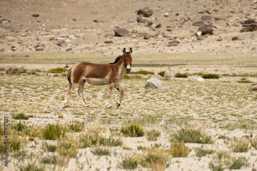 Tibetan wild donkey at highland pasturage