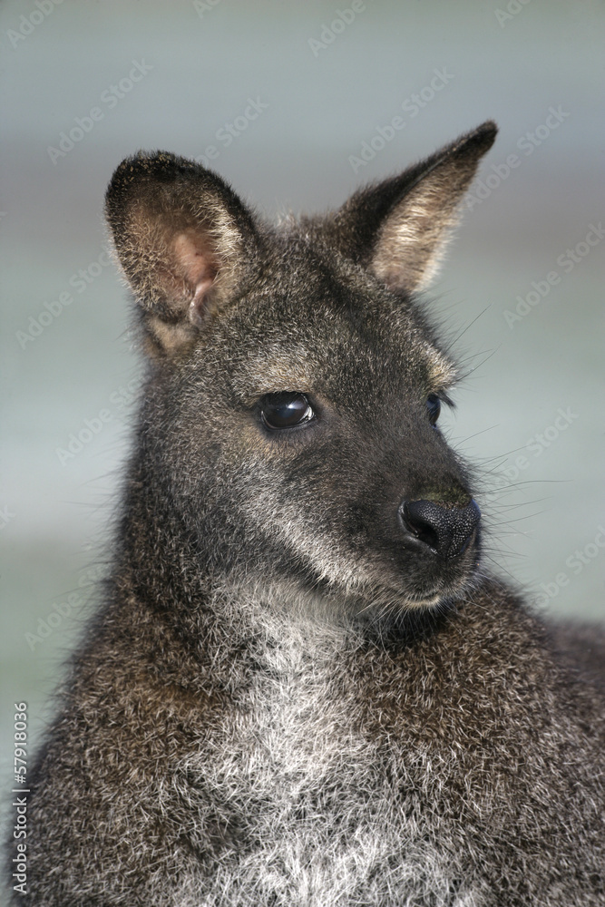 Red-necked wallaby,  Macropus rufogriseus,