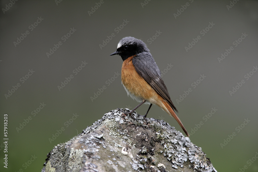 Naklejka premium Common redstart, Phoenicurus phoenicurus