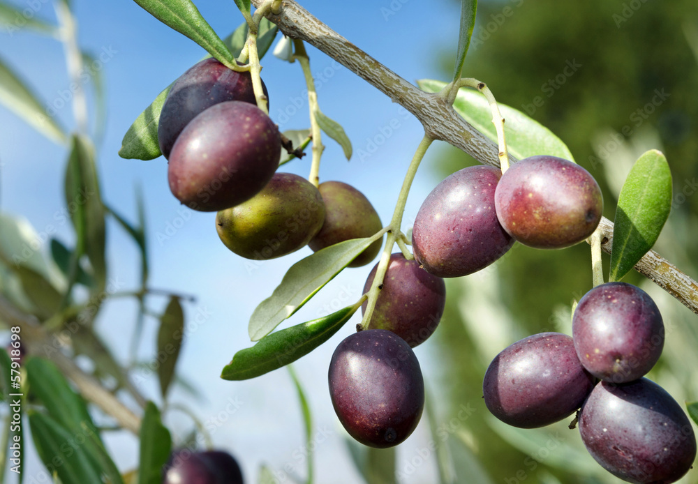 Reife Oliven vor Ernte Olivenbaum Toskana - Ripe Olives Stock-Foto | Adobe  Stock