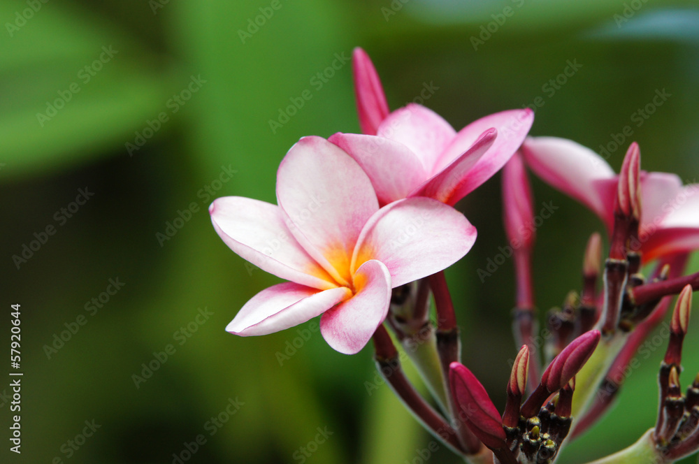 Fleur de frangipanier ou plumeria rose