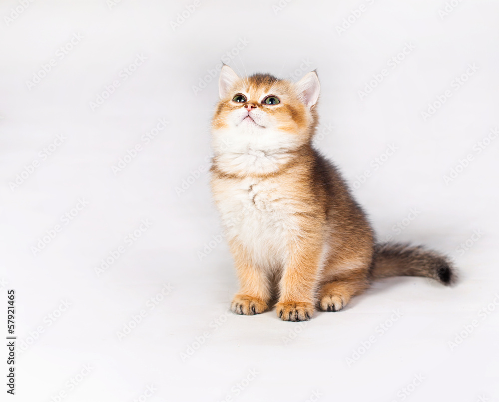 Little kitten Little kitten