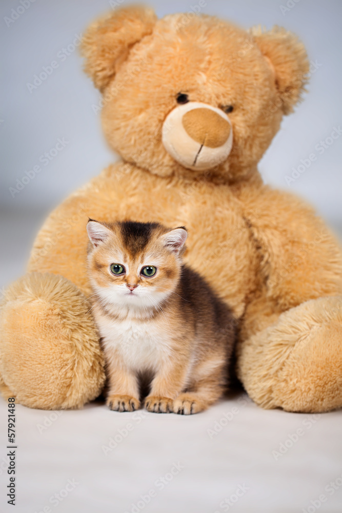 Little kitten Little kitten