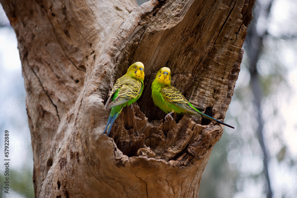 Naklejka premium Couple of budgerigar parrots on the nest